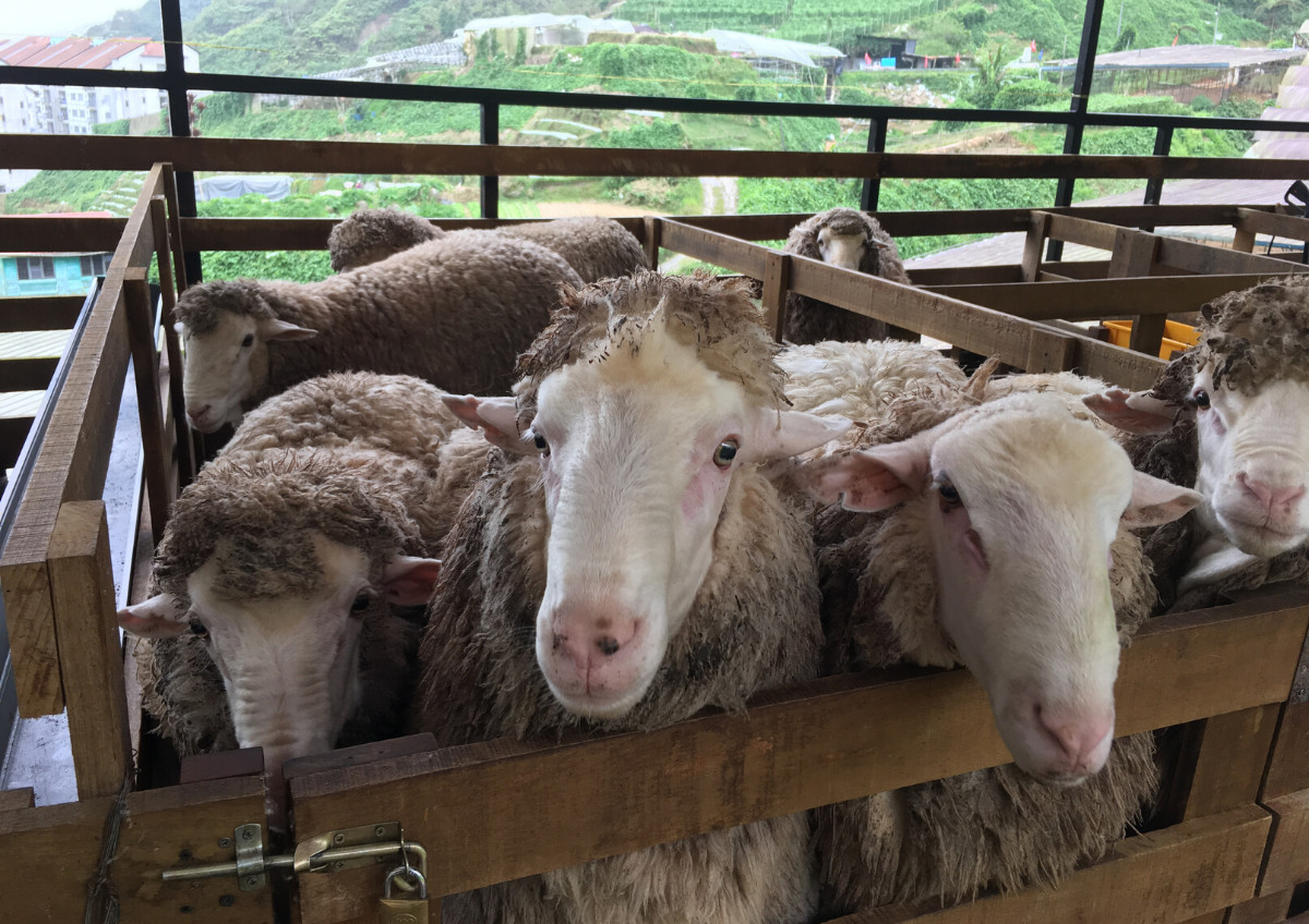 Cameron Highlands Sheep Sanctuary