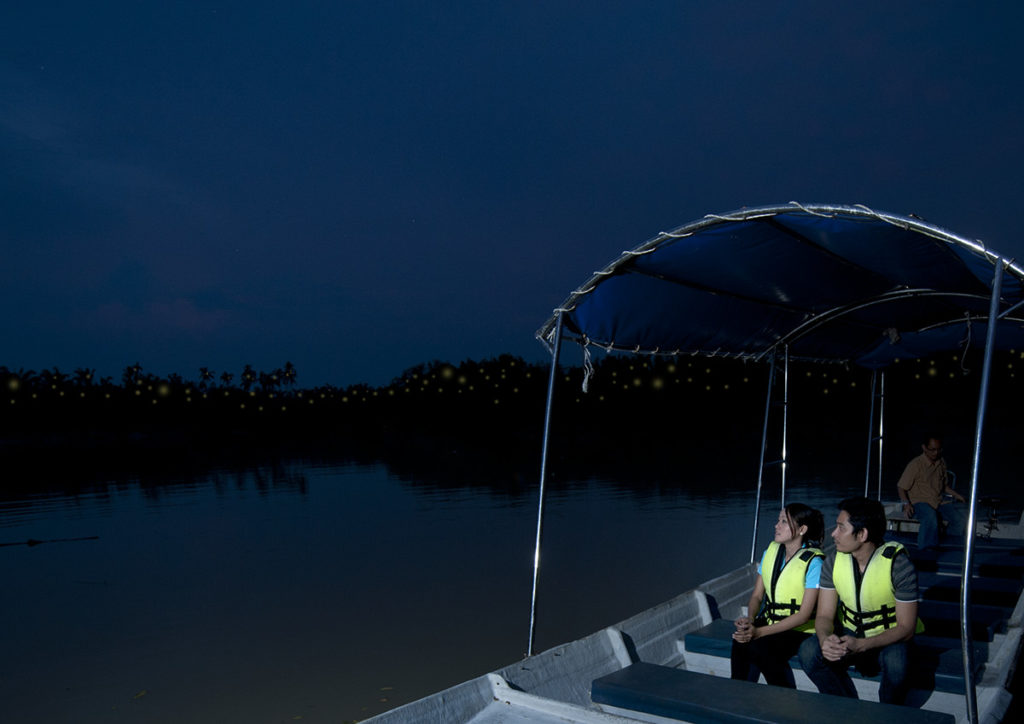 Kuala Selangor's Firefly Park 