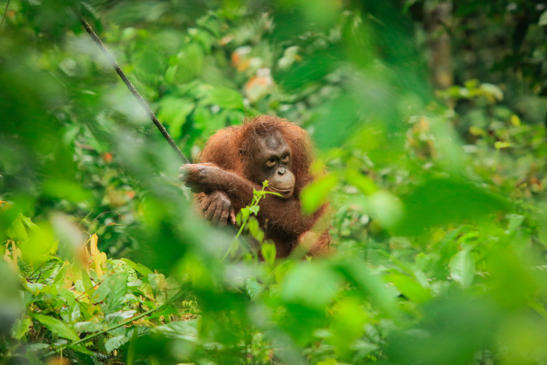Sepilok Orangutan Rehabilitation Center, Sabah