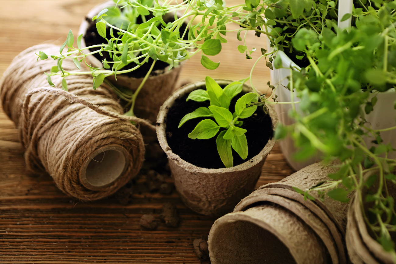 Herb seed kits for little ones. Photo credit: Shutterstock.com