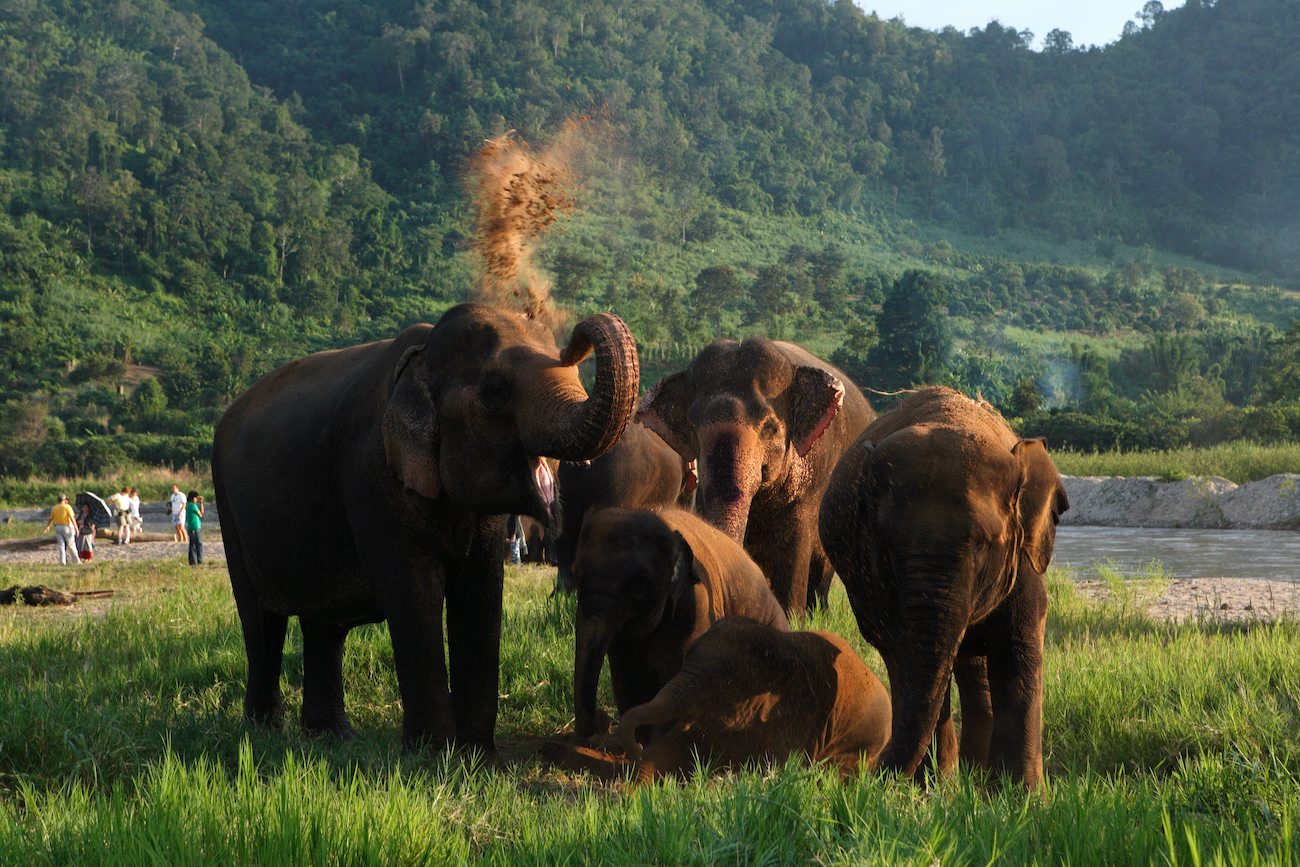 Rescued elephants at Chiang Mai's Elephant Nature Park