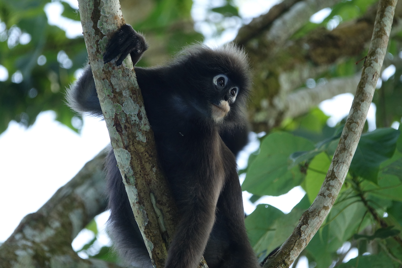 The dusky leaf langur is an iconic resident of the Biosphere Reserve