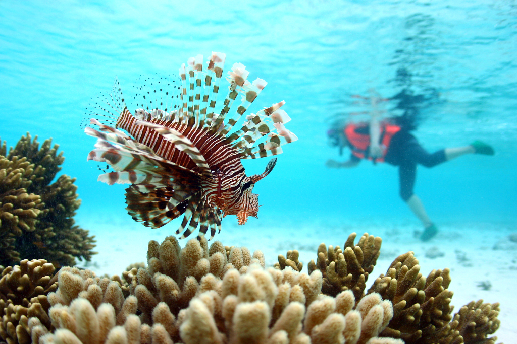 snorkeling in mataking island