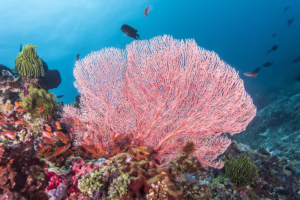 The underwater wonders at Anilao