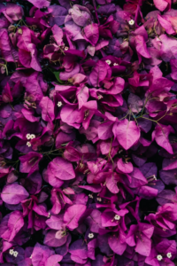 At Niraamaya, a wall of bougainvillea