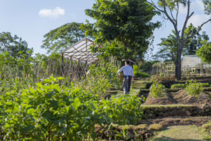 Ayana Farm