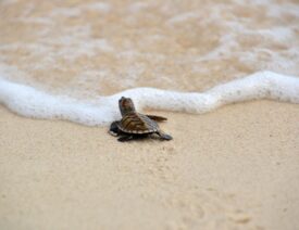 Hatchlings in Tanjong Jara Resort’s hatchery programme race to shore