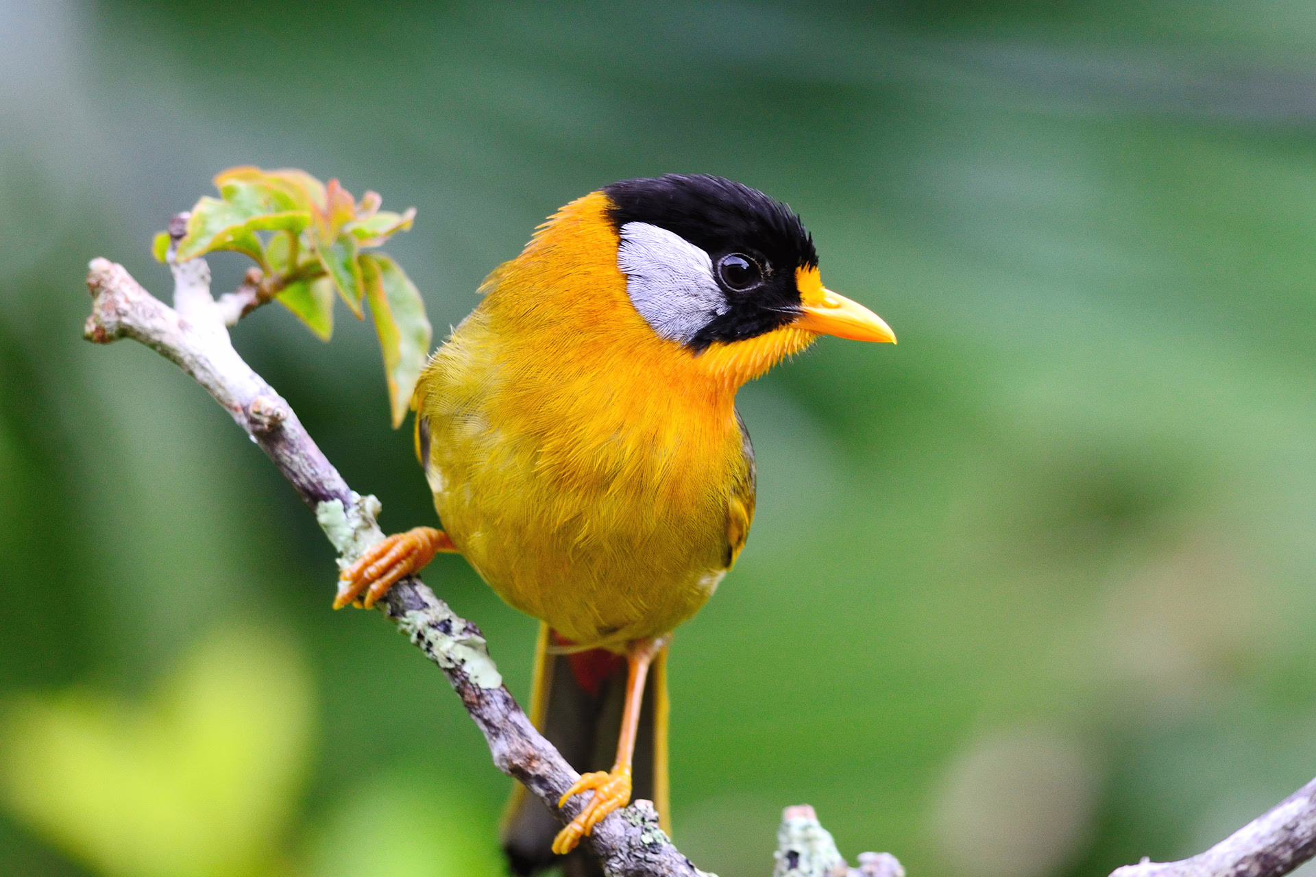 Birder’s paradise