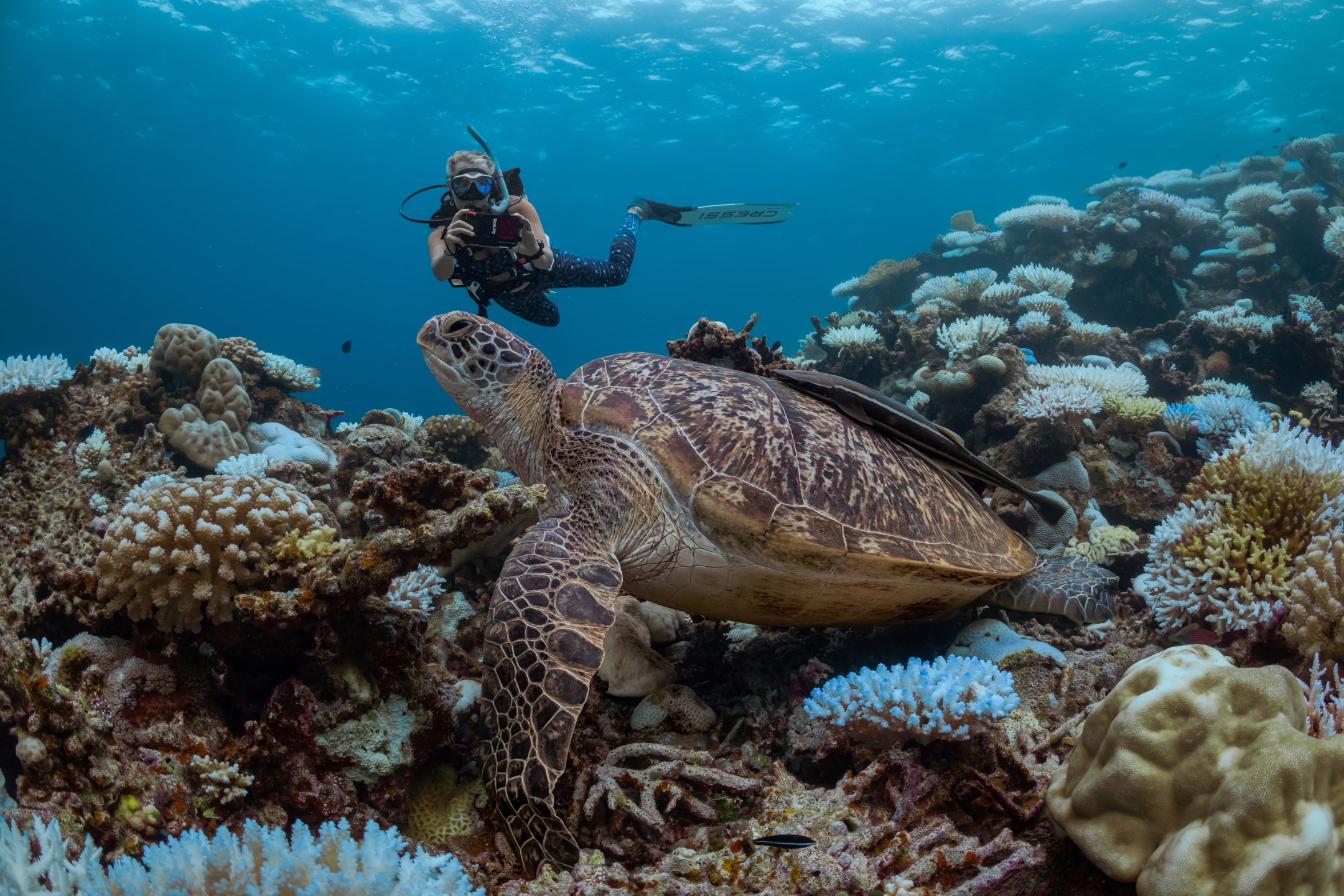 Diving with the turtles