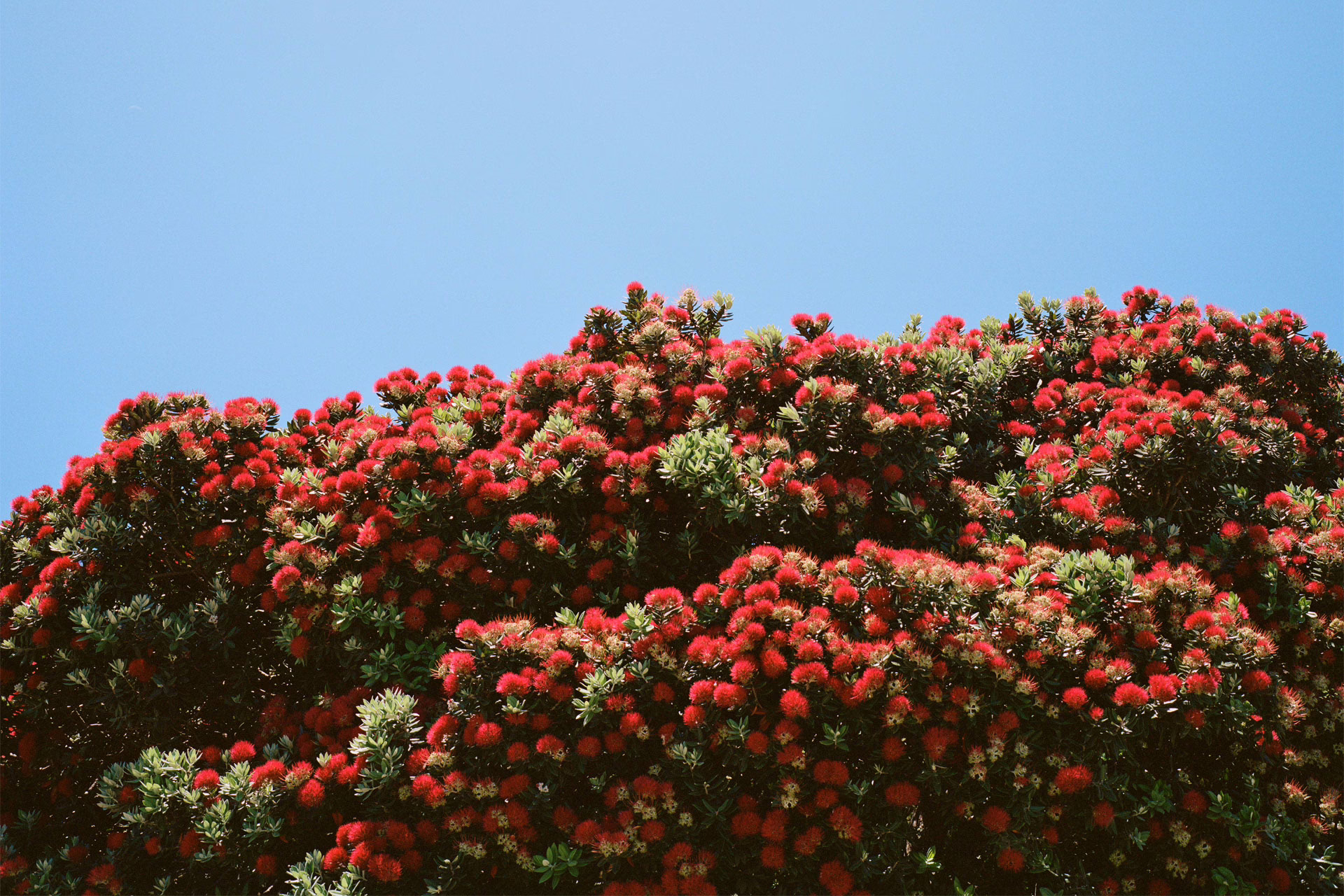 The Pōhutukawa tree is distinguished by itsunique red flowers