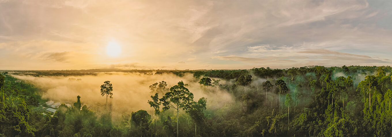 An aerial panorama view of tropical rainforest of Borneo Rainforest