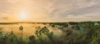 An aerial panorama view of tropical rainforest of Borneo Rainforest