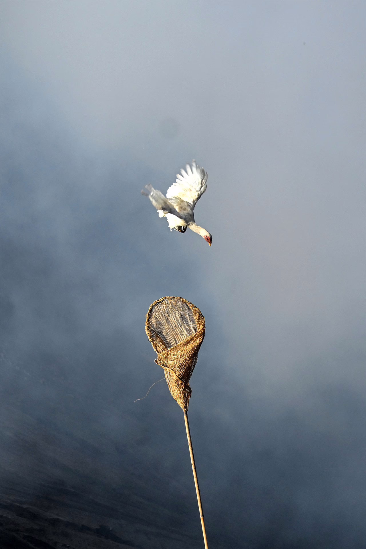 A villager uses a net to catch offerings